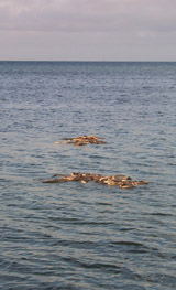 1027a.jpg (20795 bytes)